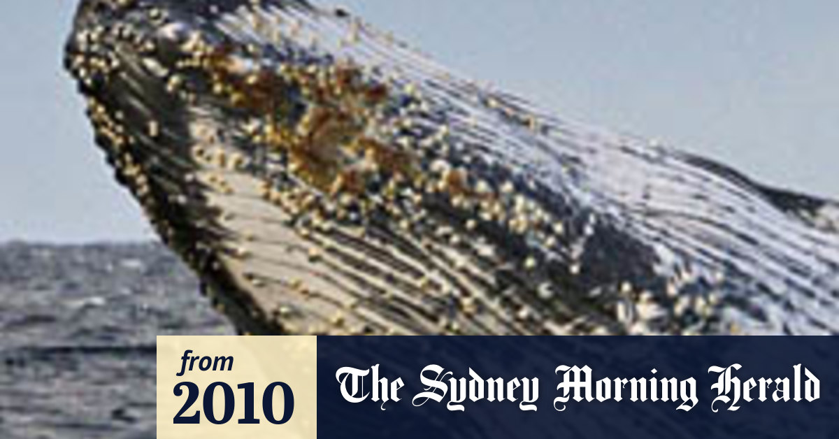 Global warming threatens whales: reports